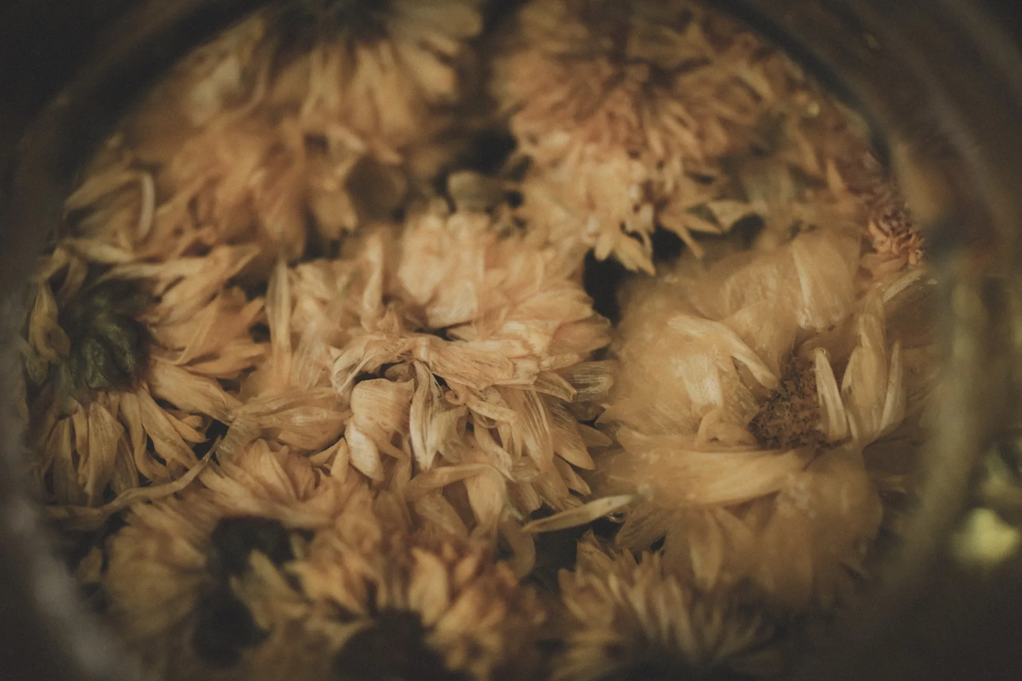 Chrysanthemum Tisane